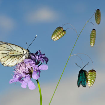 Fotografía titulada "Papillons sur tremb…" por Alain Brasseur, Obra de arte original