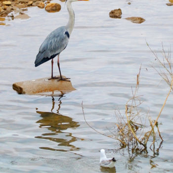 Photographie intitulée "Mouettes et héron s…" par Alain Brasseur, Œuvre d'art originale