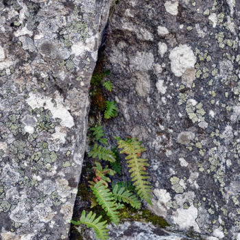 Photography titled "Lichens 10" by Alain Brasseur, Original Artwork