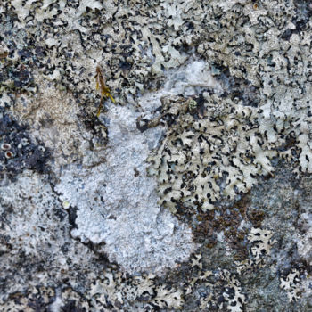 Photography titled "Lichens 13" by Alain Brasseur, Original Artwork