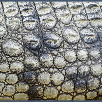 摄影 标题为“La ferme aux crocod…” 由Alain Brasseur, 原创艺术品