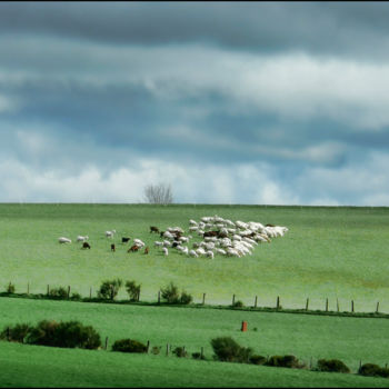 Photography titled "Chèvres au pâturage" by Alain Brasseur, Original Artwork