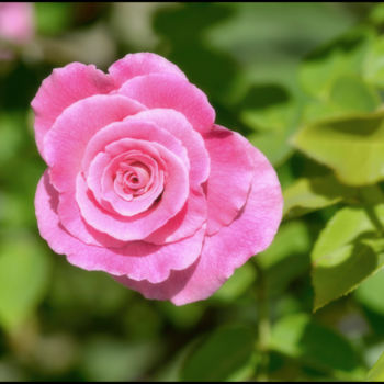 Photographie intitulée "Rose 8 - Marinette" par Alain Brasseur, Œuvre d'art originale