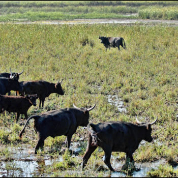 Fotografia zatytułowany „Taureaux de combats.” autorstwa Alain Brasseur, Oryginalna praca