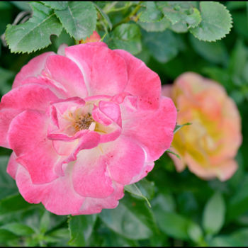 Fotografie mit dem Titel "Rosier multicolor." von Alain Brasseur, Original-Kunstwerk