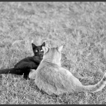 Photography titled "Chats 3" by Alain Brasseur, Original Artwork