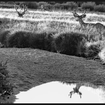 Photographie intitulée "Daims" par Alain Brasseur, Œuvre d'art originale