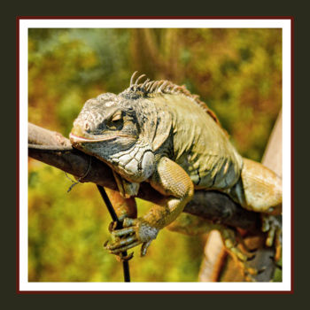Photography titled "Reptile" by Alain Brasseur, Original Artwork