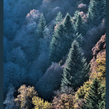 Photographie intitulée "Forêt de sapins." par Alain Brasseur, Œuvre d'art originale