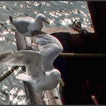 Photography titled "Mouettes" by Alain Brasseur, Original Artwork