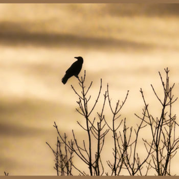 Photographie intitulée "Grand corbeau." par Alain Brasseur, Œuvre d'art originale