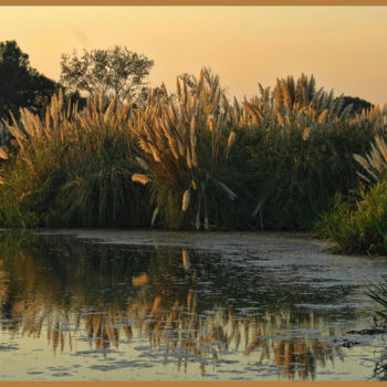 Photography titled "Parc ornithologique…" by Alain Brasseur, Original Artwork