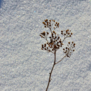 Fotografia intitulada "Le bel hiver.....64" por Alain Brasseur, Obras de arte originais
