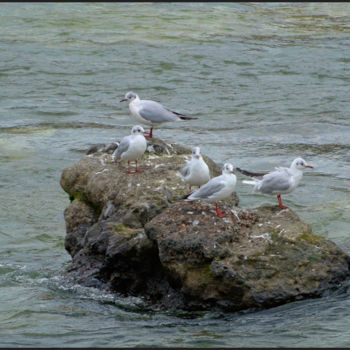 Photography titled "Mouettes rieuses su…" by Alain Brasseur, Original Artwork