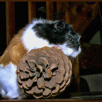 Photographie intitulée "Jules le hamster." par Alain Brasseur, Œuvre d'art originale
