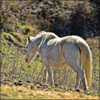 Photography titled "Cheval de Camargue" by Alain Brasseur, Original Artwork