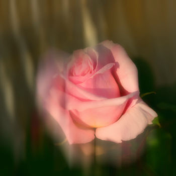 Фотография под названием "Bouton de rose." - Alain Brasseur, Подлинное произведение искусства