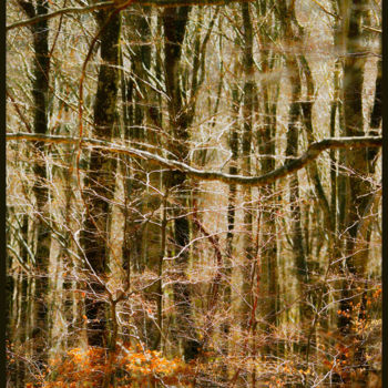 Photography titled "Forêt." by Alain Brasseur, Original Artwork