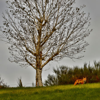 Fotografia intitulada "Rencontre avec le g…" por Alain Brasseur, Obras de arte originais