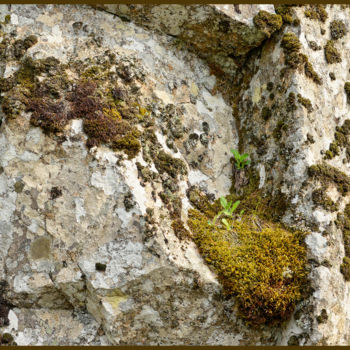 Photographie intitulée "Lichens 27" par Alain Brasseur, Œuvre d'art originale