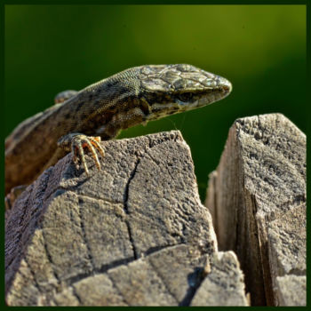 Photography titled "Lézard des muraille…" by Alain Brasseur, Original Artwork