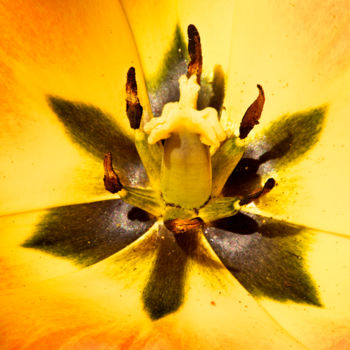Photography titled "Coeur de tulipe." by Alain Brasseur, Original Artwork