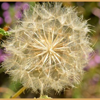 Photographie intitulée "FLEUR de PISSENLIT-…" par Alain Brasseur, Œuvre d'art originale