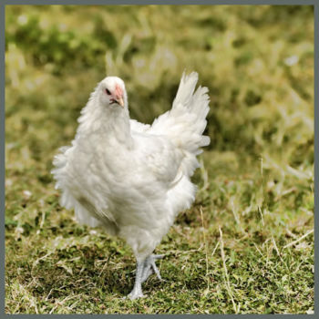 Photographie intitulée "Jeune poulet de Bre…" par Alain Brasseur, Œuvre d'art originale