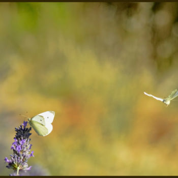 Photography titled "C'est si bon de pap…" by Alain Brasseur, Original Artwork