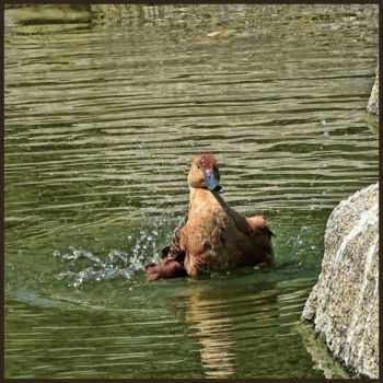 Photography titled "Dendrocygne fauve." by Alain Brasseur, Original Artwork