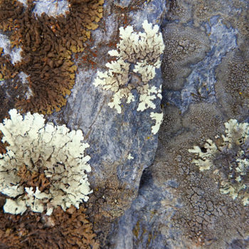 Photographie intitulée "Lichens  30" par Alain Brasseur, Œuvre d'art originale
