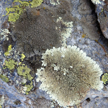 Фотография под названием "Lichens  31" - Alain Brasseur, Подлинное произведение искусства
