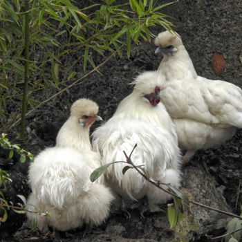 Photographie intitulée "Poules soie-blanche" par Alain Brasseur, Œuvre d'art originale