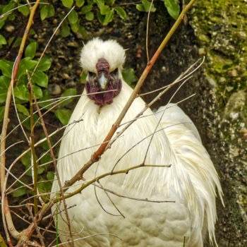 Fotografia zatytułowany „Coq soie-blanche” autorstwa Alain Brasseur, Oryginalna praca