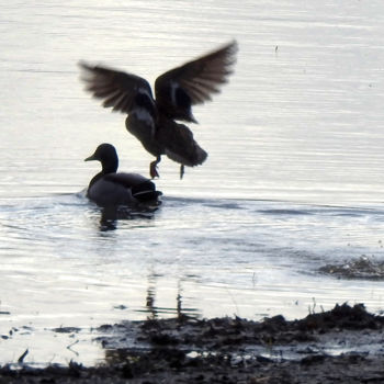 Photography titled "Canard volant ayant…" by Alain Brasseur, Original Artwork