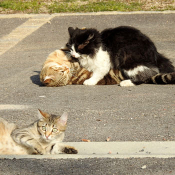 Photographie intitulée "La vie des chats." par Alain Brasseur, Œuvre d'art originale