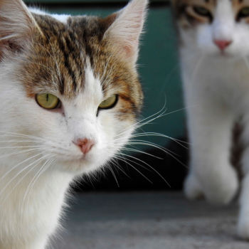 Photographie intitulée "La vie des chats  2" par Alain Brasseur, Œuvre d'art originale