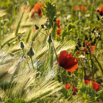 Fotografia intitulada "Le printemps. 3" por Alain Brasseur, Obras de arte originais