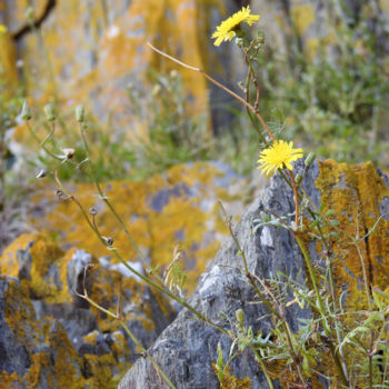 Photographie intitulée "Lichens" par Alain Brasseur, Œuvre d'art originale