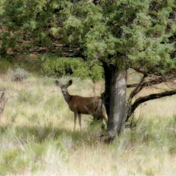 Photography titled "En famille" by Alain Brasseur, Original Artwork