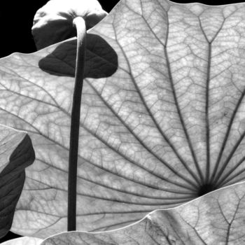Photographie intitulée "Lotus" par Alain Brasseur, Œuvre d'art originale