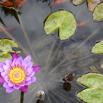 Photographie intitulée "Lotus" par Alain Brasseur, Œuvre d'art originale