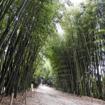 Photographie intitulée "Bambous geants." par Alain Brasseur, Œuvre d'art originale