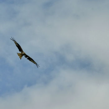 Photographie intitulée "Rapace." par Alain Brasseur, Œuvre d'art originale