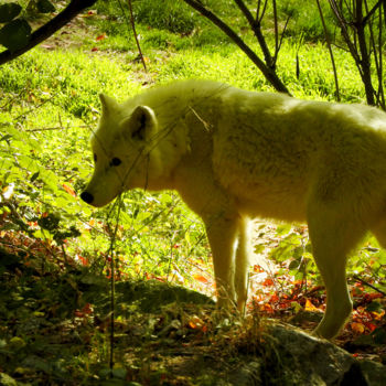 Photographie intitulée "Loup blanc de Sibér…" par Alain Brasseur, Œuvre d'art originale