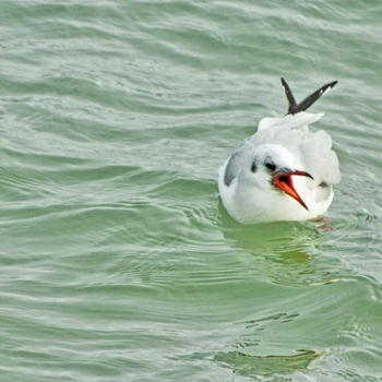Photography titled "Mouette" by Alain Brasseur, Original Artwork