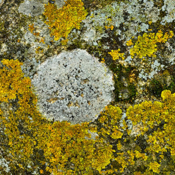 Photographie intitulée "Lichens." par Alain Brasseur, Œuvre d'art originale