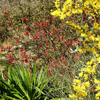 Photography titled "Couleurs printemps." by Alain Brasseur, Original Artwork