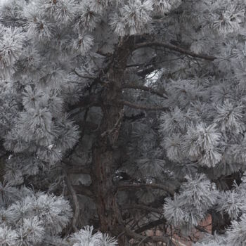 "kır saçlı ağaç" başlıklı Fotoğraf Orhan Güldeste tarafından, Orijinal sanat, Fotoşopsuz fotoğraf