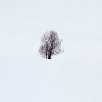 Fotografia intitolato "tree69" da Orhan Güldeste, Opera d'arte originale, Fotografia non manipolata